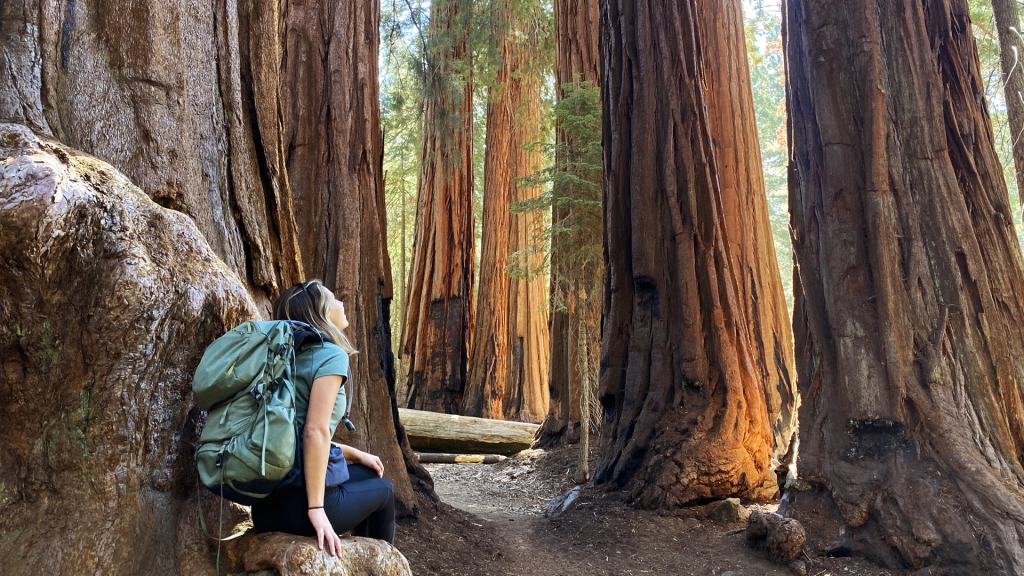 A woman sitting on a giant Sequoia tree looking out at a grove of more giant Sequoia trees in Sequoia National Park.