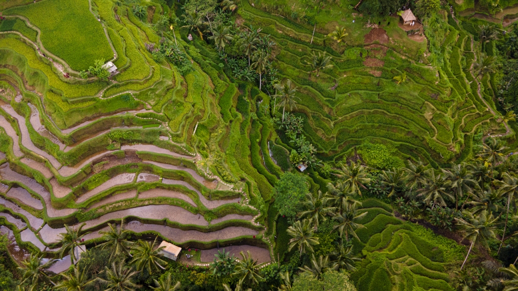 Discovering the Charm of Ubud: The Ultimate Guide to Planning a Trip to Ubud, Bali
